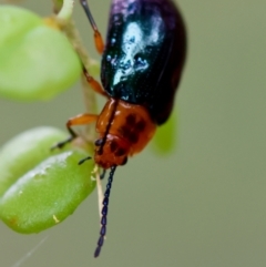 Lamprolina (genus) at QPRC LGA - suppressed