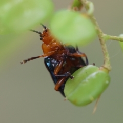 Lamprolina (genus) at QPRC LGA - 29 Feb 2024