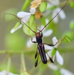 Syllitus rectus (Longhorn beetle) at QPRC LGA - 29 Feb 2024 by LisaH