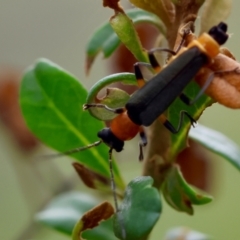 Chauliognathus tricolor (Tricolor soldier beetle) at Mongarlowe, NSW - 29 Feb 2024 by LisaH