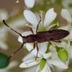 Pempsamacra tillides (Longhorn or longicorn beetle) at Mongarlowe, NSW - 29 Feb 2024 by LisaH