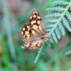 Heteronympha paradelpha (Spotted Brown) at Mongarlowe, NSW - 28 Feb 2024 by LisaH