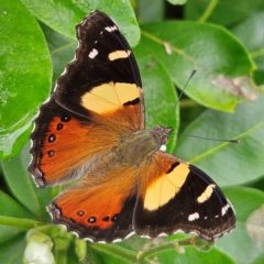 Vanessa itea (Yellow Admiral) at QPRC LGA - 29 Feb 2024 by MatthewFrawley