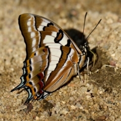 Charaxes sempronius (Tailed Emperor) at Lake Ginninderra - 29 Feb 2024 by Thurstan