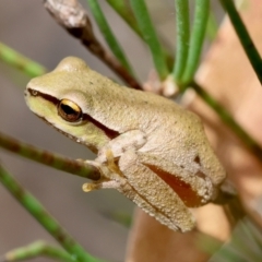 Litoria citropa (Blue Mountains Tree Frog) at Mongarlowe, NSW - 29 Feb 2024 by LisaH