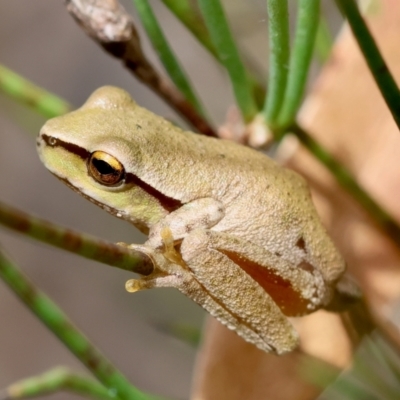 Litoria citropa (Blue Mountains Tree Frog) at Mongarlowe, NSW - 29 Feb 2024 by LisaH
