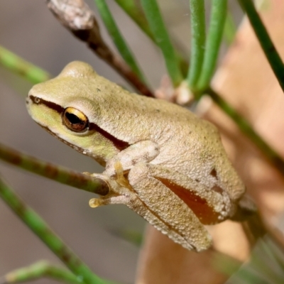 Litoria citropa (Blue Mountains Tree Frog) at QPRC LGA - 29 Feb 2024 by LisaH