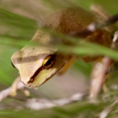 Litoria citropa at QPRC LGA - suppressed