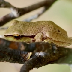 Litoria citropa at QPRC LGA - suppressed