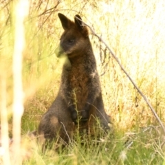 Wallabia bicolor (Swamp Wallaby) at Belconnen, ACT - 29 Feb 2024 by Thurstan