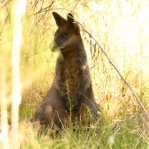 Wallabia bicolor at Lake Ginninderra - 1 Mar 2024