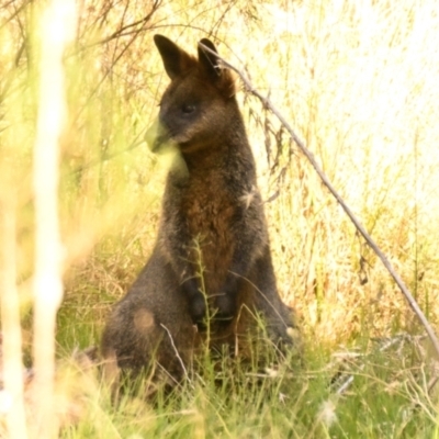 Wallabia bicolor (Swamp Wallaby) at Belconnen, ACT - 29 Feb 2024 by Thurstan