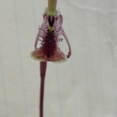 Chiloglottis curviclavia (Bird Orchid) at Boro - 27 Feb 2024 by Paul4K