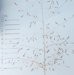 Eragrostis curvula (African Lovegrass) at Fyshwick, ACT - 1 Mar 2024 by Steve818