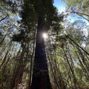 Sequoiadendron giganteum at Lower Cotter Catchment - 1 Mar 2024