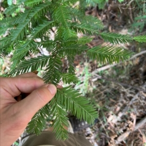 Sequoiadendron giganteum at Lower Cotter Catchment - 1 Mar 2024 12:28 PM