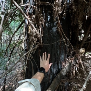 Sequoiadendron giganteum at Lower Cotter Catchment - 1 Mar 2024 12:28 PM