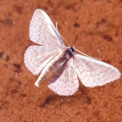 Idaea inversata at Rugosa - 1 Mar 2024