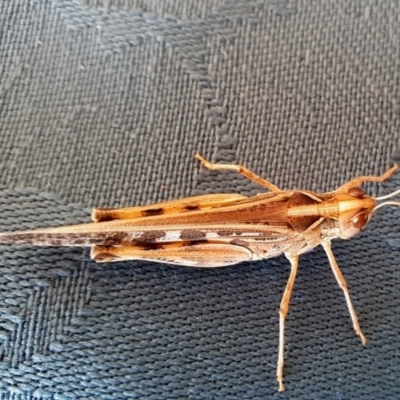 Chortoicetes terminifera (Australian Plague Locust) at Rugosa - 29 Feb 2024 by SenexRugosus