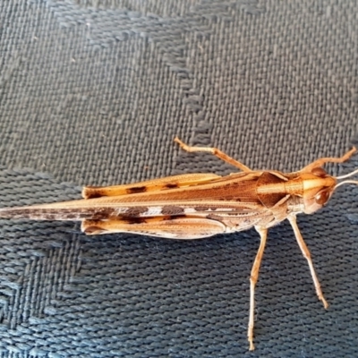 Chortoicetes terminifera (Australian Plague Locust) at Rugosa - 1 Mar 2024 by SenexRugosus