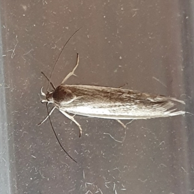 Philobota (genus) (Unidentified Philobota genus moths) at Rugosa - 29 Feb 2024 by SenexRugosus