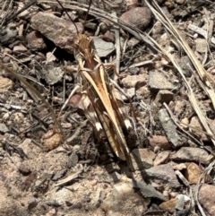 Oedaleus australis (Australian Oedaleus) at Aranda Bushland - 1 Mar 2024 by lbradley