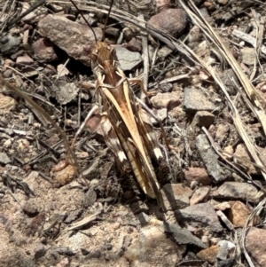 Oedaleus australis at Cook, ACT - 1 Mar 2024 12:41 PM