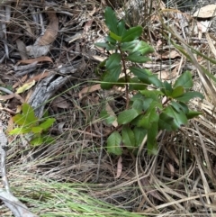 Photinia robusta (Red Leaf Photinia) at Aranda, ACT - 1 Mar 2024 by lbradley