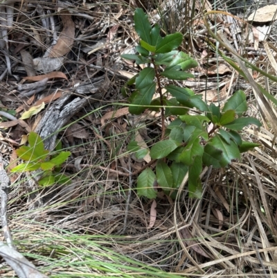 Photinia robusta (Red Leaf Photinia) at Aranda, ACT - 1 Mar 2024 by lbradley