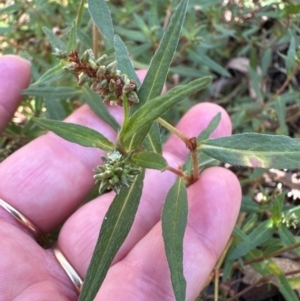 Persicaria prostrata at Aranda, ACT - 1 Mar 2024