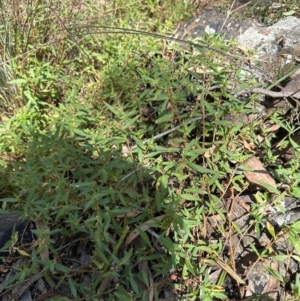 Persicaria prostrata at Aranda, ACT - 1 Mar 2024