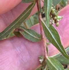 Persicaria prostrata at Aranda, ACT - 1 Mar 2024