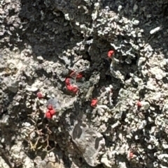 Cladonia sp. (genus) (Cup Lichen) at Point 64 - 1 Mar 2024 by lbradley