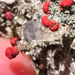 Cladonia sp. (genus) at Point 64 - 1 Mar 2024