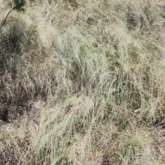 Eragrostis curvula at Bruce Ridge to Gossan Hill - 1 Mar 2024