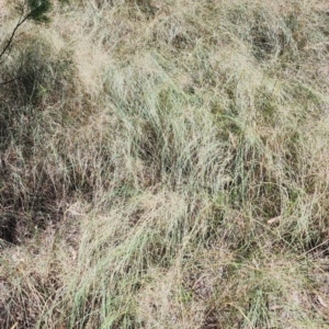 Eragrostis curvula at Bruce Ridge to Gossan Hill - 1 Mar 2024