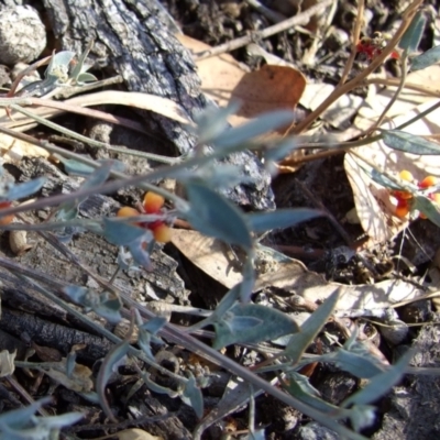 Einadia nutans (Climbing Saltbush) at Morton Plains, VIC - 28 Mar 2009 by WendyEM