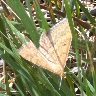 Scopula rubraria (Reddish Wave, Plantain Moth) at Aranda, ACT - 1 Mar 2024 by lbradley