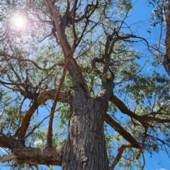 Eucalyptus macrorhyncha subsp. macrorhyncha (Red Stringybark) at Bruce, ACT - 1 Mar 2024 by Steve818
