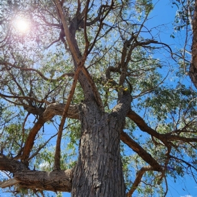 Eucalyptus macrorhyncha subsp. macrorhyncha (Red Stringybark) at Bruce Ridge to Gossan Hill - 1 Mar 2024 by Steve818