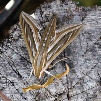 Hippotion celerio (Vine Hawk Moth) at Higgins, ACT - 29 Feb 2024 by Trevor