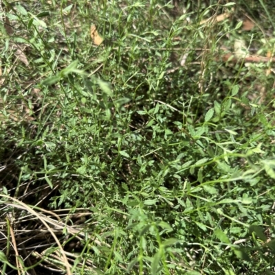 Gonocarpus tetragynus (Common Raspwort) at Aranda, ACT - 1 Mar 2024 by lbradley