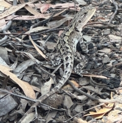 Amphibolurus muricatus (Jacky Lizard) at Aranda, ACT - 1 Mar 2024 by lbradley