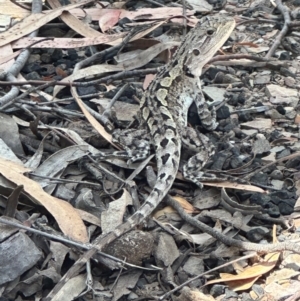 Amphibolurus muricatus at Aranda Bushland - 1 Mar 2024