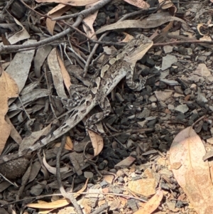 Amphibolurus muricatus at Aranda, ACT - 1 Mar 2024