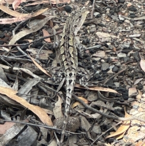 Amphibolurus muricatus at Aranda Bushland - 1 Mar 2024