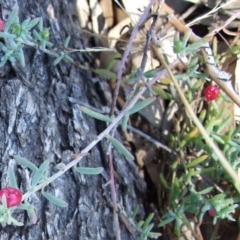 Enchylaena tomentosa var. tomentosa (Ruby Saltbush) at Morton Plains, VIC - 28 Mar 2009 by WendyEM