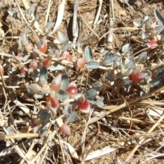 Atriplex semibaccata (Creeping Saltbush) at Morton Plains, VIC - 28 Mar 2009 by WendyEM