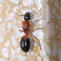 Camponotus consobrinus (Banded sugar ant) at Turner, ACT - 4 Dec 2023 by ConBoekel