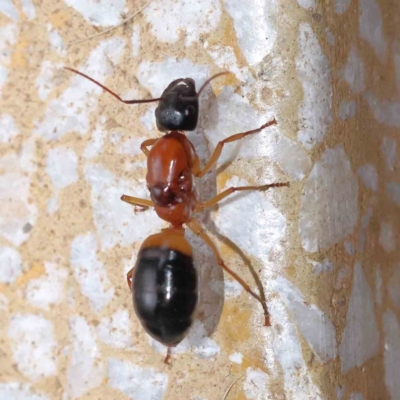 Camponotus consobrinus (Banded sugar ant) at Turner, ACT - 4 Dec 2023 by ConBoekel